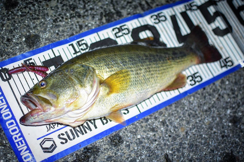 ブラックバスの釣果