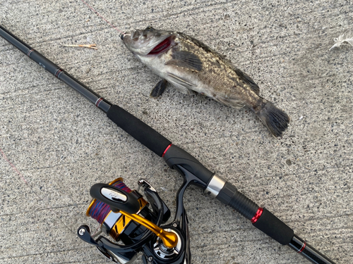 クロソイの釣果