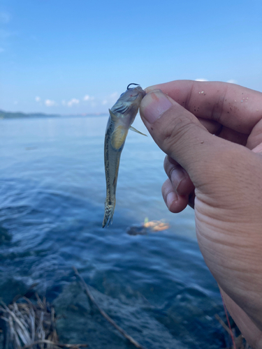 ハゼの釣果