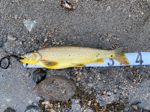 アメマスの釣果