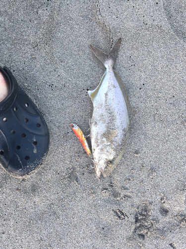 ショゴの釣果