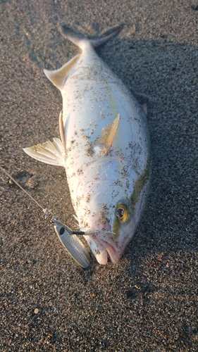 ショゴの釣果