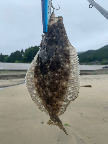 ソゲの釣果