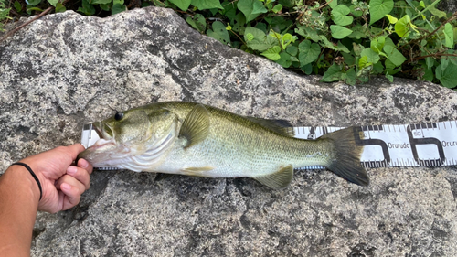 ラージマウスバスの釣果