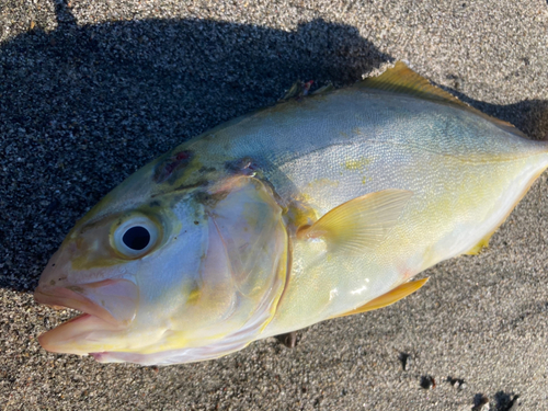 ショゴの釣果