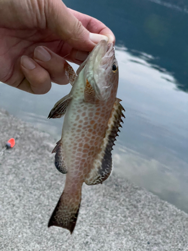 オオモンハタの釣果