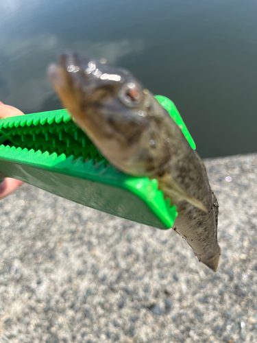 ハゼの釣果