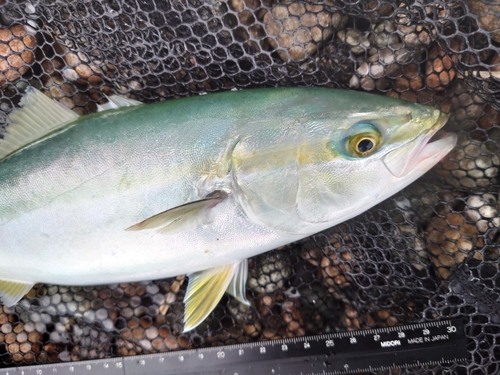 ツバイソの釣果