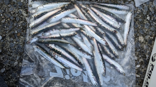 カタクチイワシの釣果