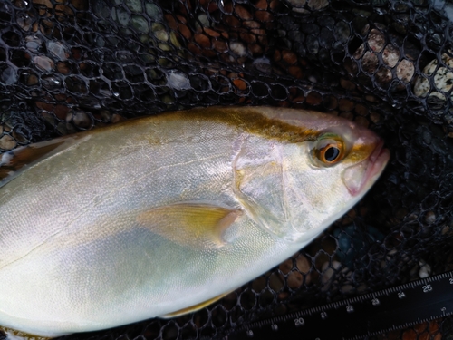 ショゴの釣果