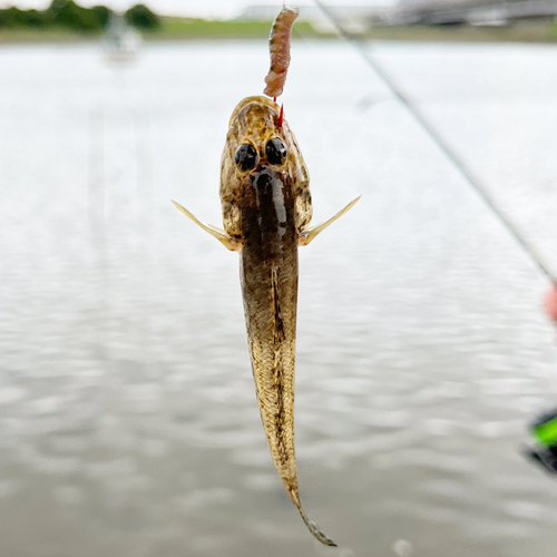 マハゼの釣果