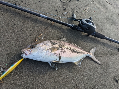 ショゴの釣果