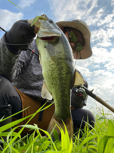 ブラックバスの釣果