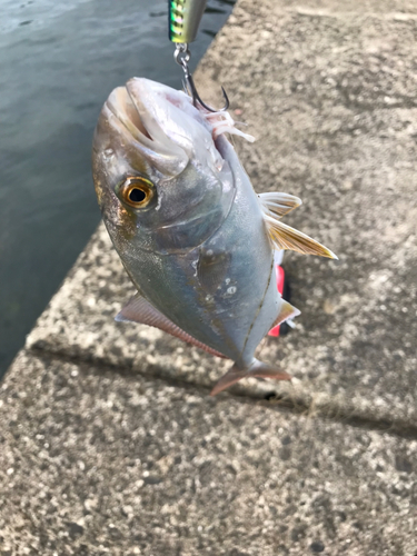 ショゴの釣果