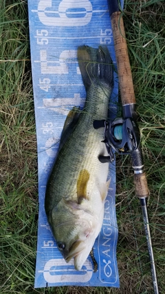 ブラックバスの釣果