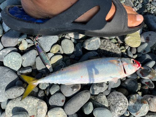 サバの釣果