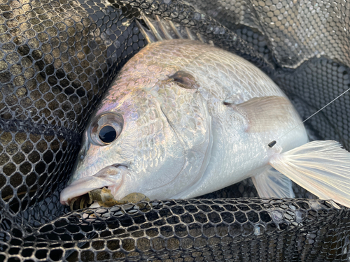 キビレの釣果