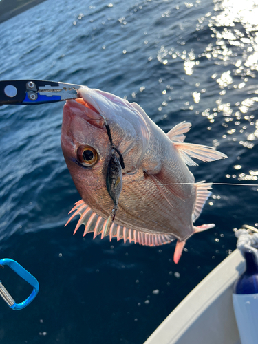 マダイの釣果