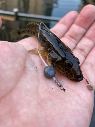 マハゼの釣果