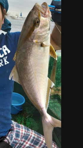 カンパチの釣果