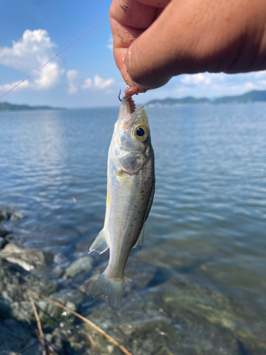 セイゴ（ヒラスズキ）の釣果