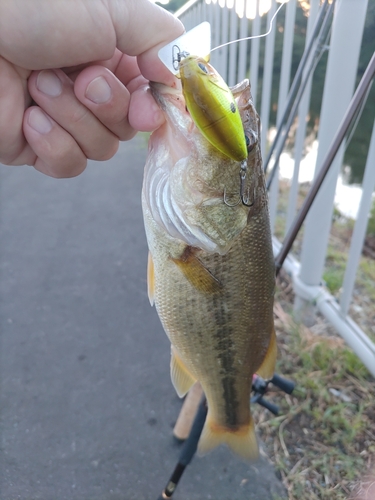 ブラックバスの釣果