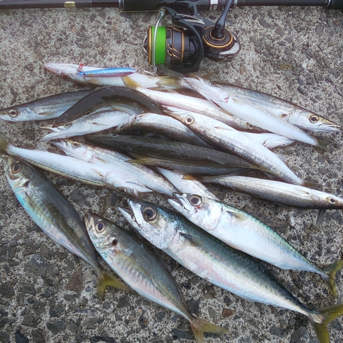 カマスの釣果