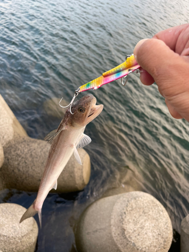 エソの釣果