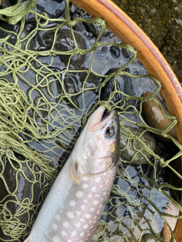 アメマスの釣果