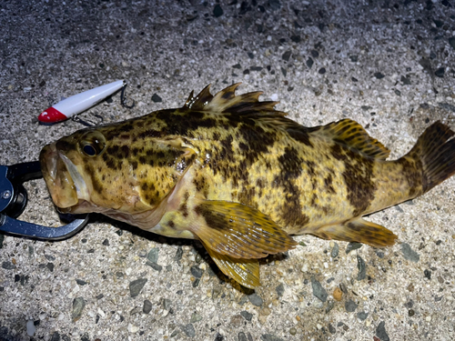 タケノコメバルの釣果