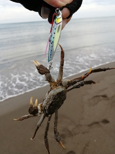 カニの釣果