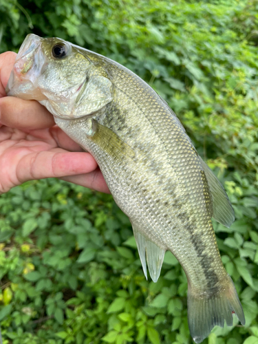 ラージマウスバスの釣果