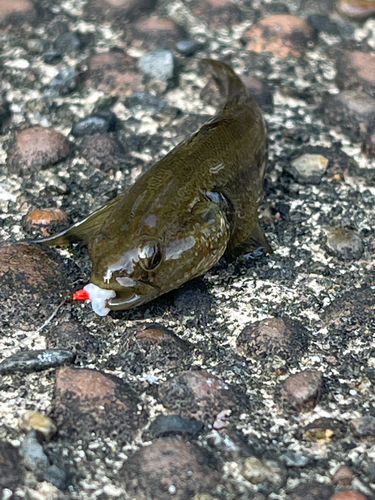 チチブの釣果