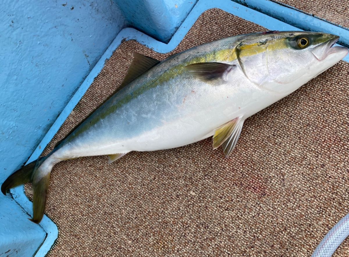 たかしんじさんの釣果 2枚目の画像