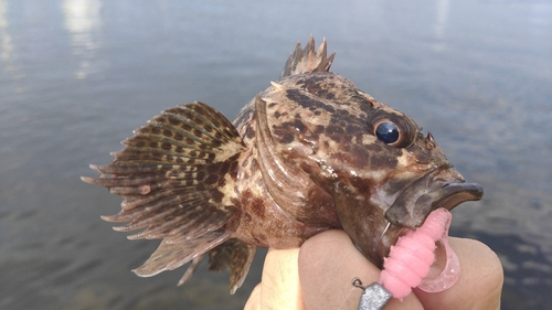 ムラソイの釣果