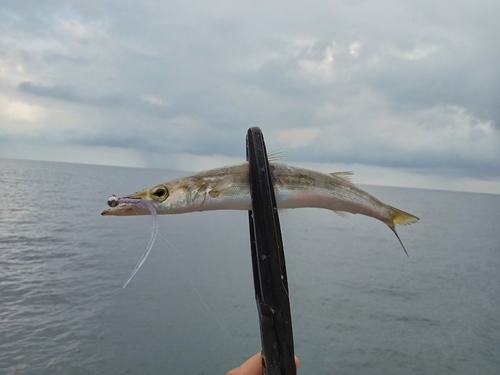 カマスの釣果