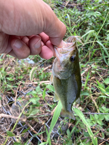 ラージマウスバスの釣果