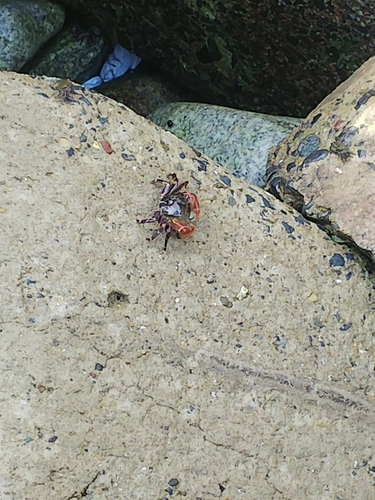 カニの釣果