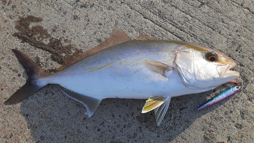 ショゴの釣果