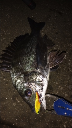 クロダイの釣果