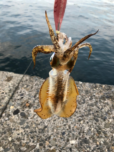 アオリイカの釣果