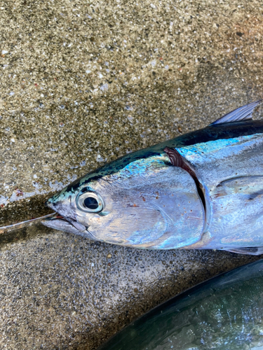 ソウダガツオの釣果