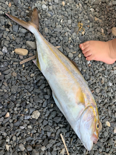 ショゴの釣果