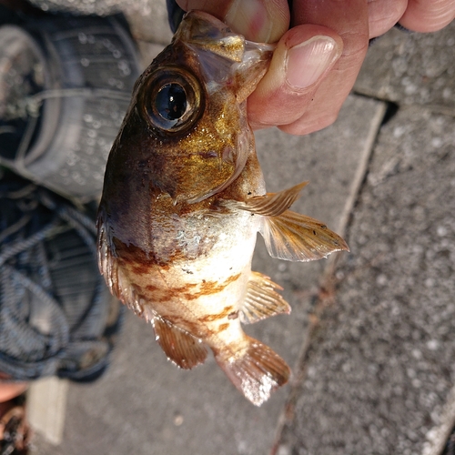 メバルの釣果