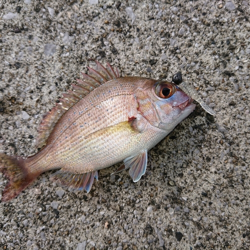 チダイの釣果