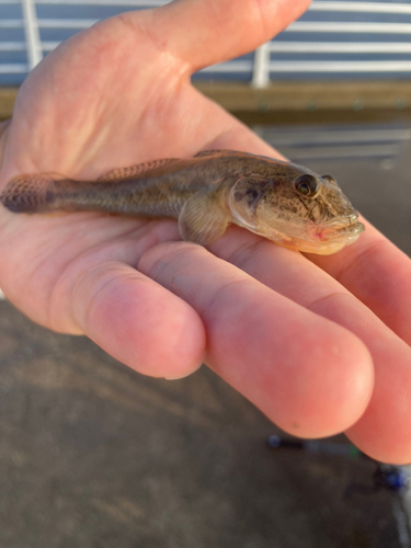 マハゼの釣果