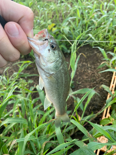 ブラックバスの釣果