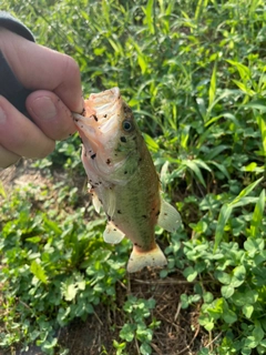 ブラックバスの釣果