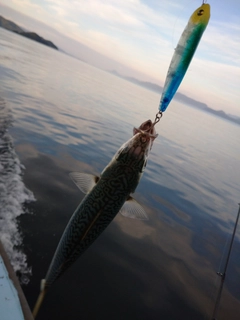 マサバの釣果