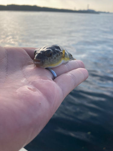 クサフグの釣果